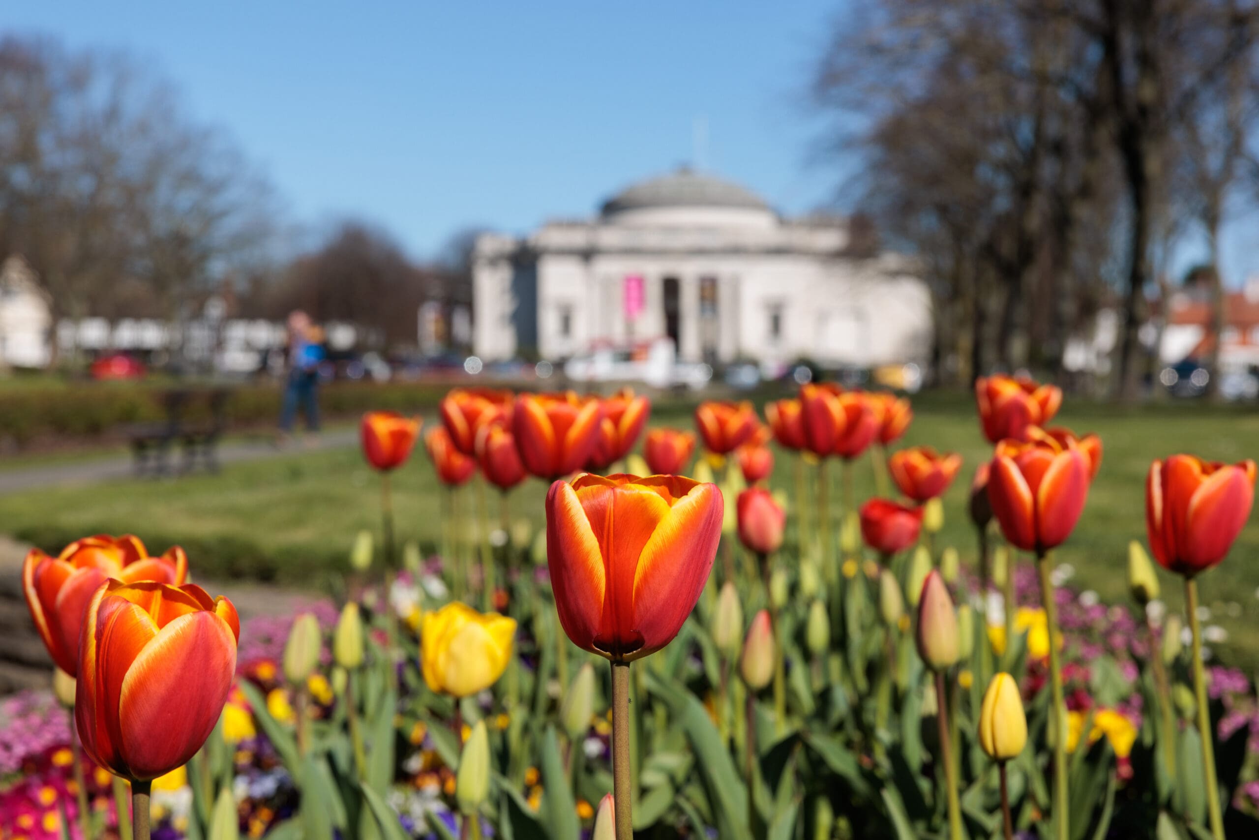 Spring tulips on the Diamond with Lady Lever Art Gallery in the background.